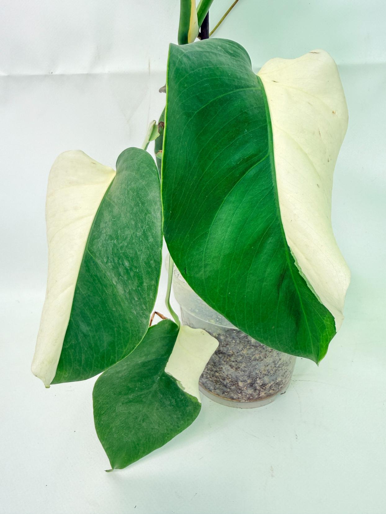 Monstera Albo Variegata HALF MOON