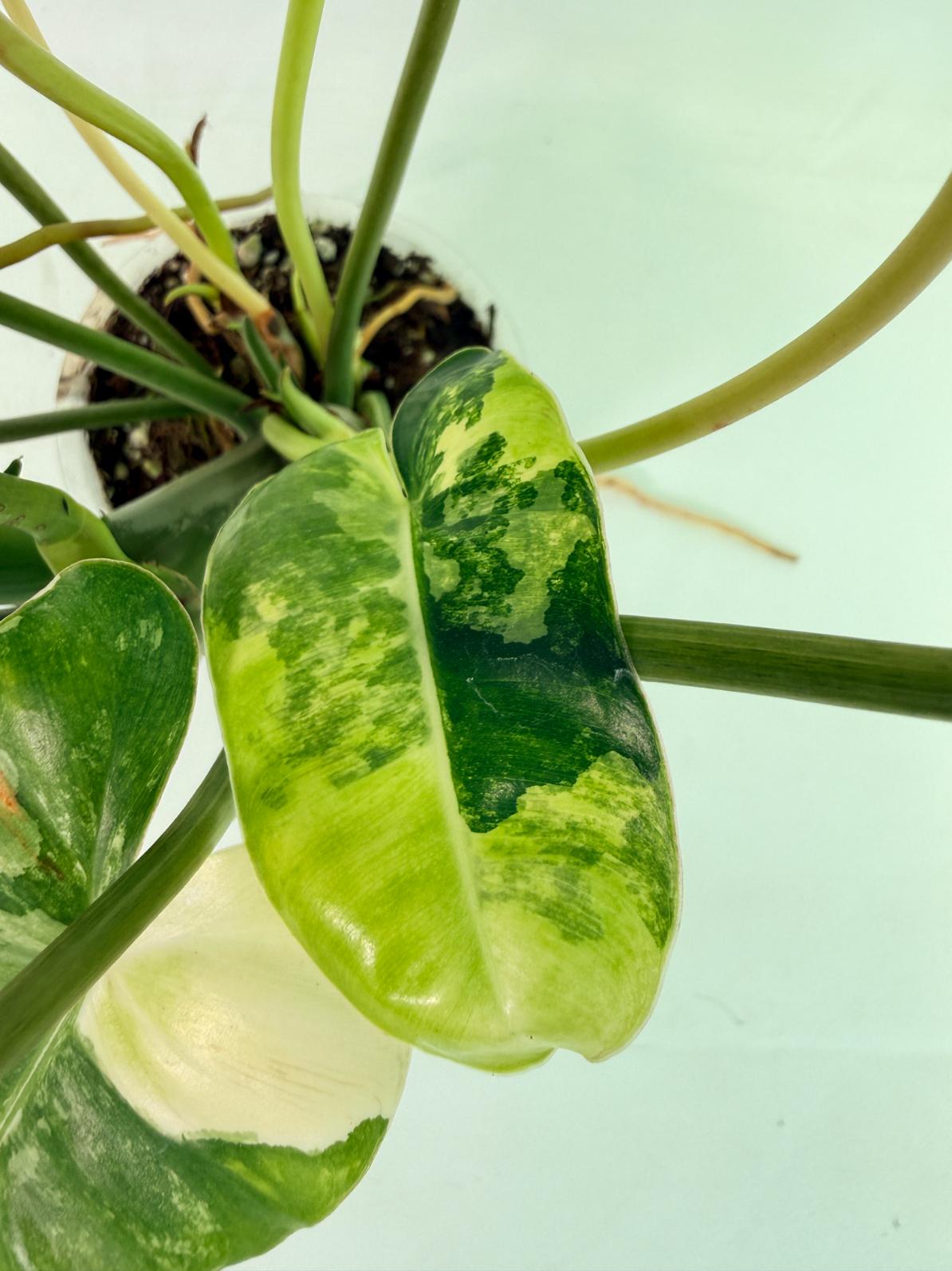Philodendron Burle Marx Variegata