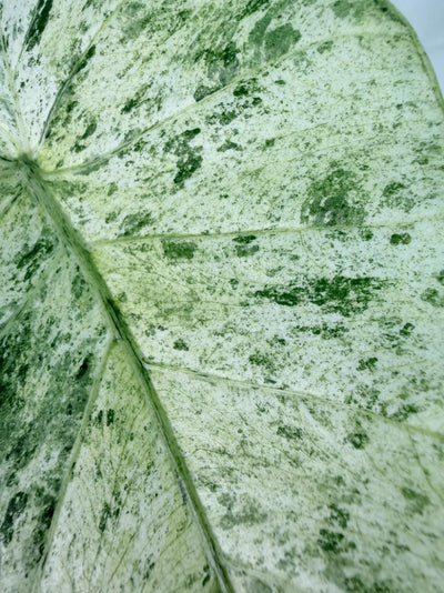 Alocasia Macrorrhiza Variegata