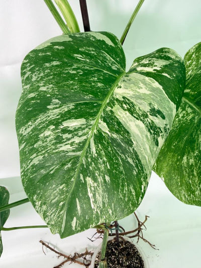 Monstera Albo Variegata XXL