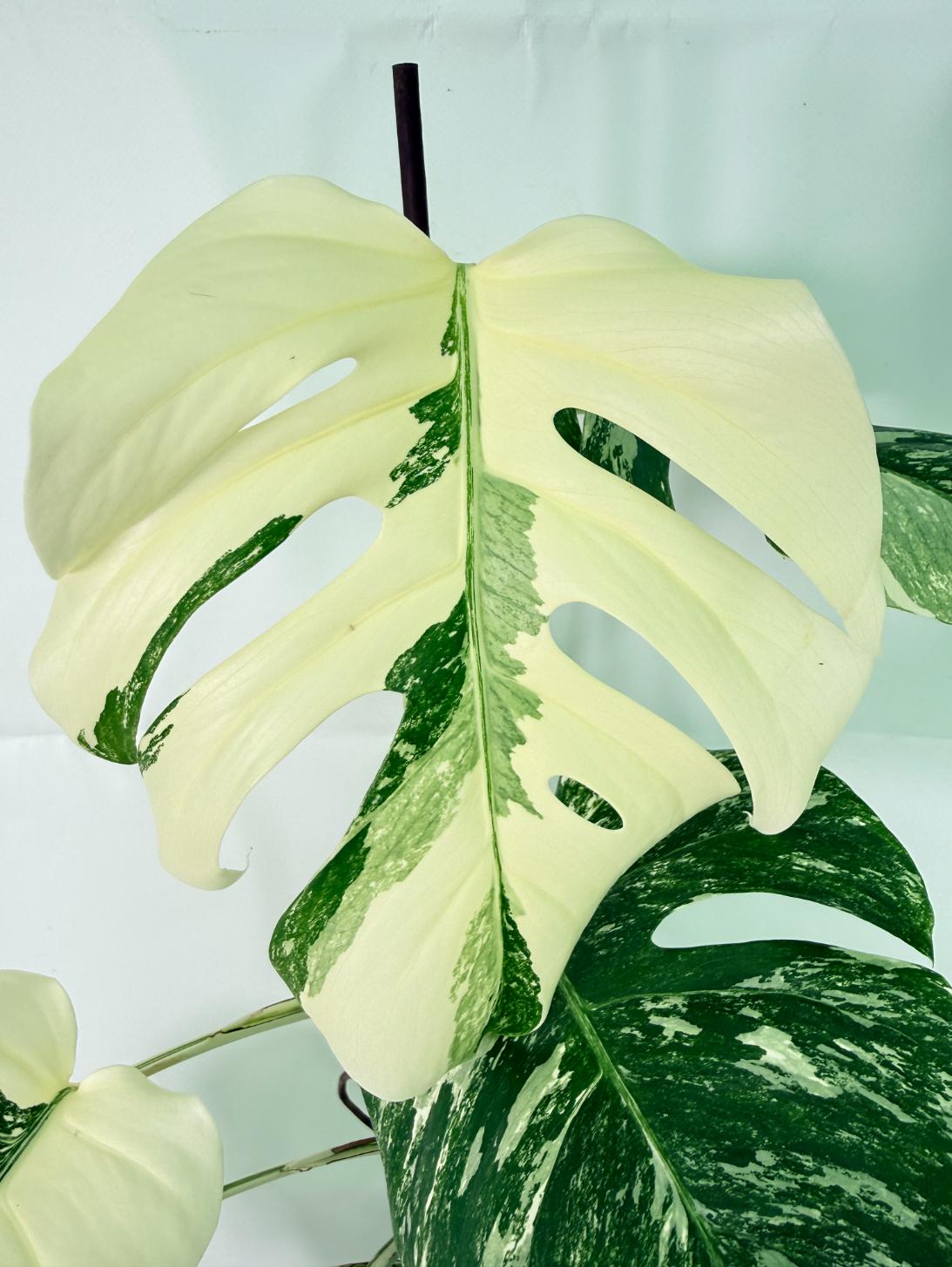 Monstera Albo Variegata XXL