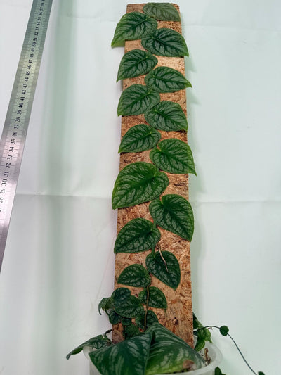 Monstera Dubia