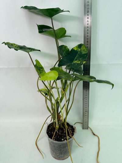 Philodendron Burle Marx Variegata