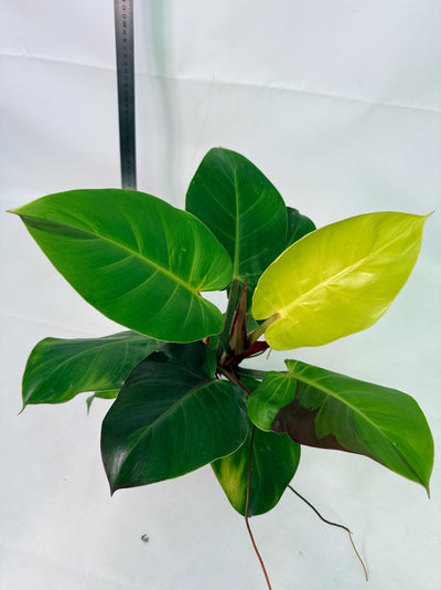 Philodendron Yellow Flame variegata